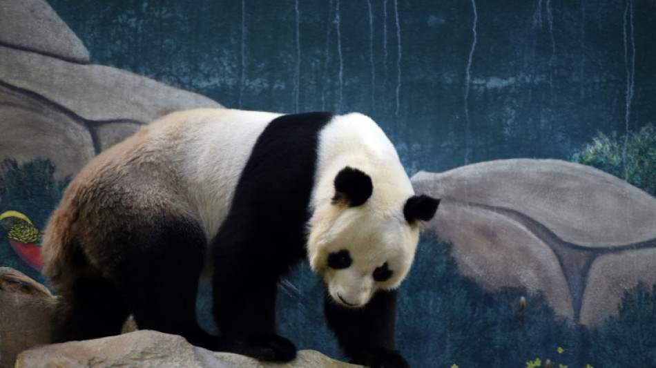 Zoo de Beauval: le s&eacute;jour des pandas prolong&eacute; jusqu'en 2027