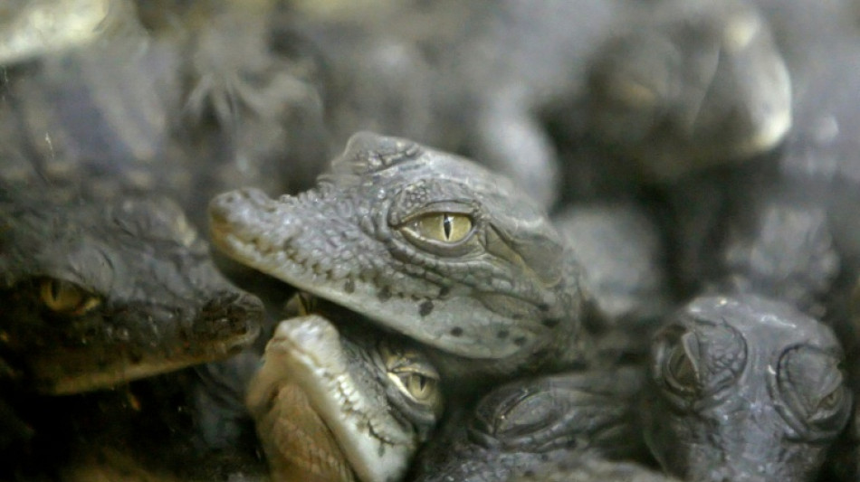  Too hot to incubate: Nile crocodiles hatch on their own in French reserve 
