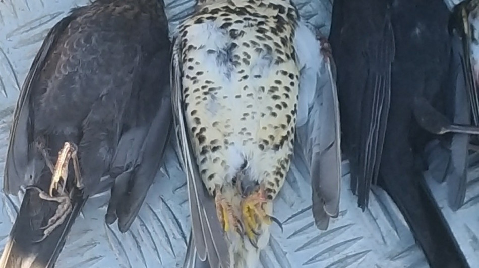 Lipu-Swg, 7 italiani su 10 contrari a riforma della caccia