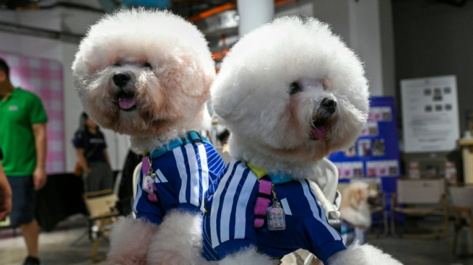  World Cup fever gets tail-wagging twist as Singapore kits out pets 