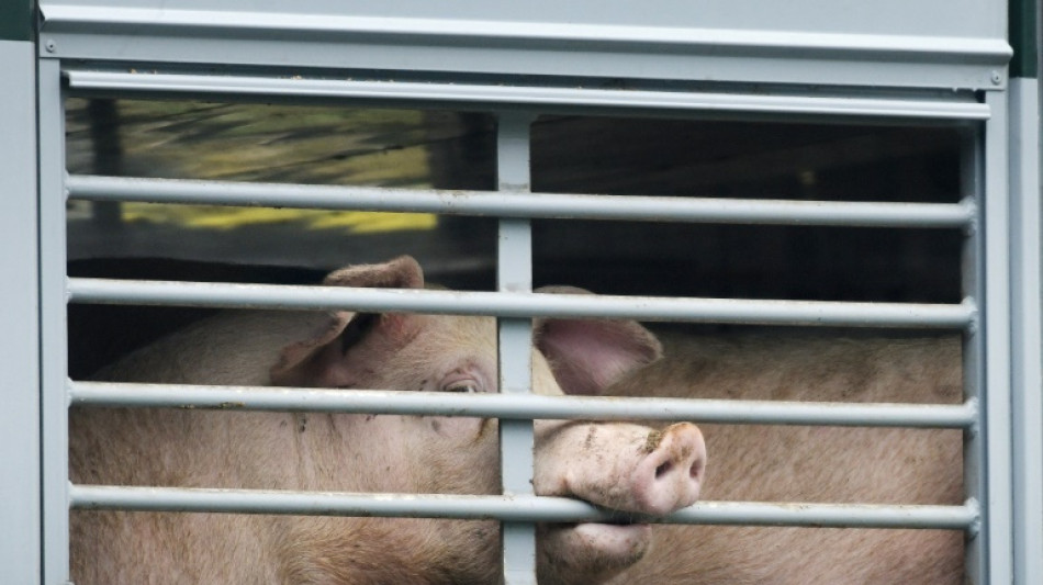 Landwirtschaft: F&ouml;rderprogramm f&uuml;r Schweinehalter geht an den Start
