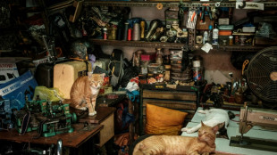 La capital indonesia prohíbe el consumo de carne de perros y gatos