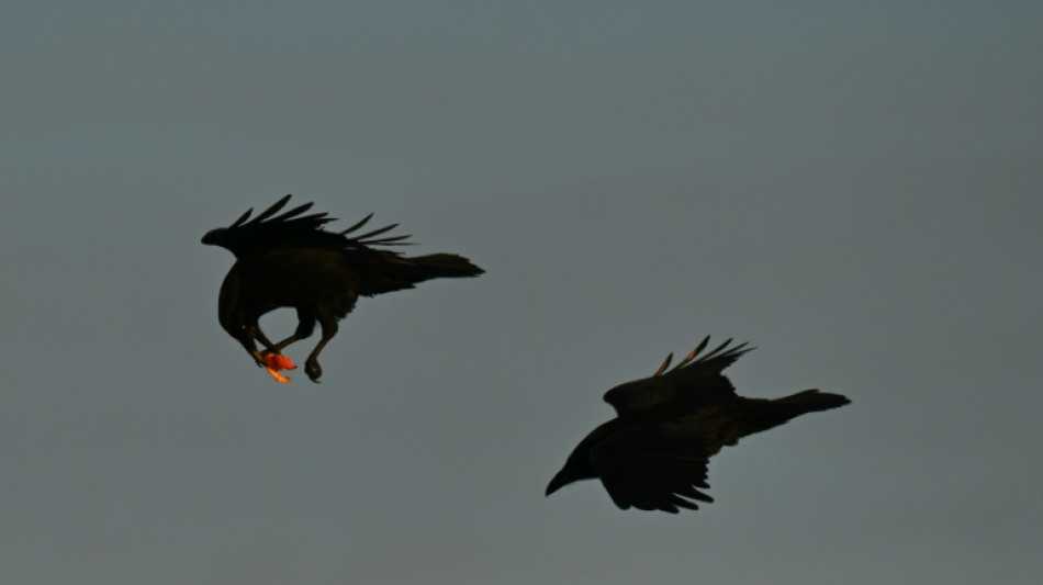  Scavenging ravens memorize vast tracts of wolf hunting grounds: study 