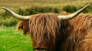 Panische Rinder laufen auf Bahnstrecke in Baden-W&uuml;rttemberg - zwei Tiere tot