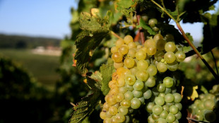Vendangeurs en Champagne: un proc&egrave;s pour traite d'&ecirc;tres humains en 2025