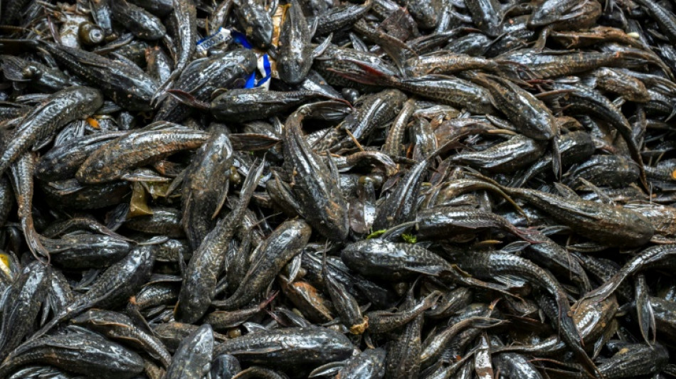  Troubled waters: Jakarta battles deadly, invasive suckerfish 