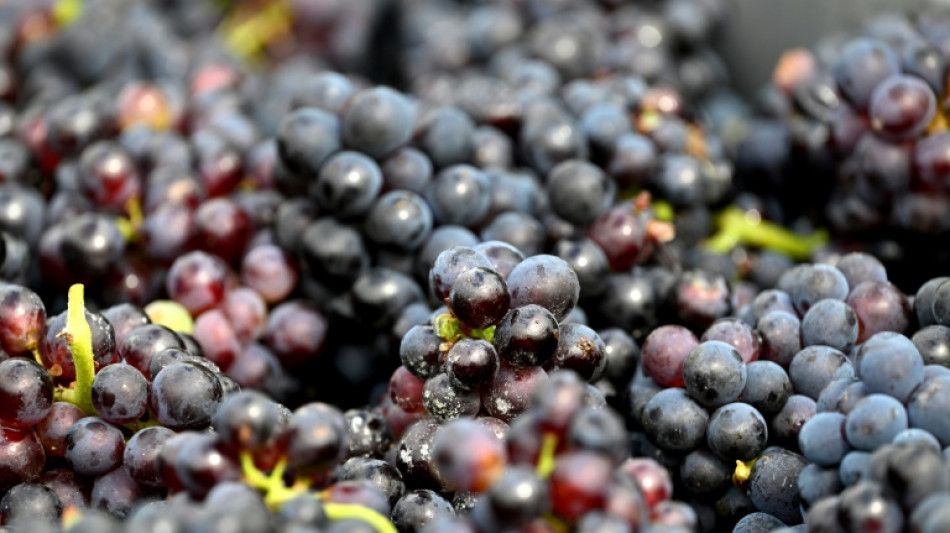  600-year-old pinot noir grape found in medieval French toilet 