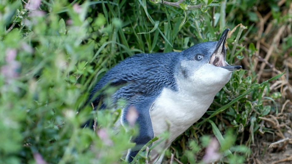  Australia races to shield little penguins from H5N1 bird flu 