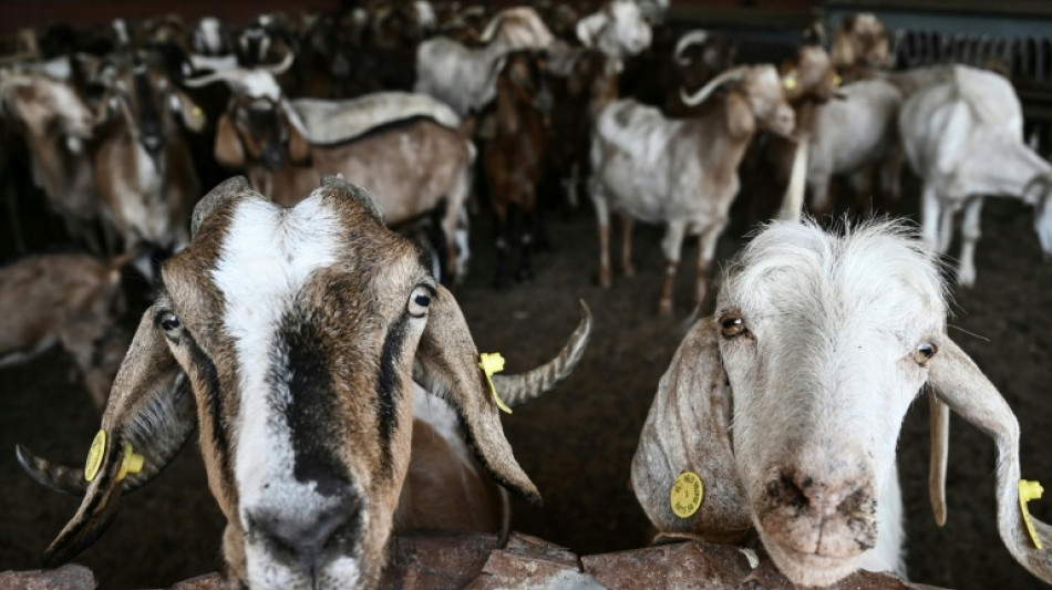 Betrug mit EU-Agrarsubventionen: Dutzende Festnahmen in Griechenland