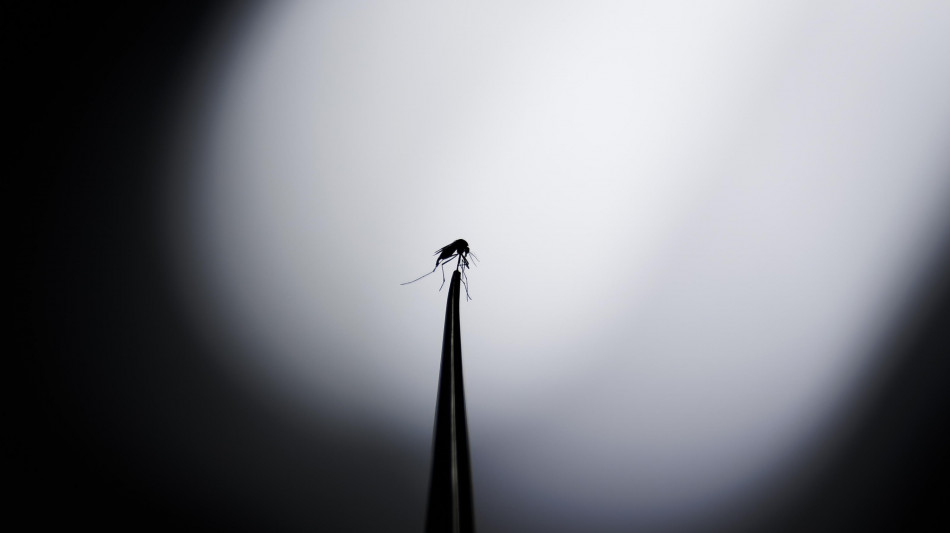  Dengue, l'Italia detiene il record di contagi nell'Europa continentale 