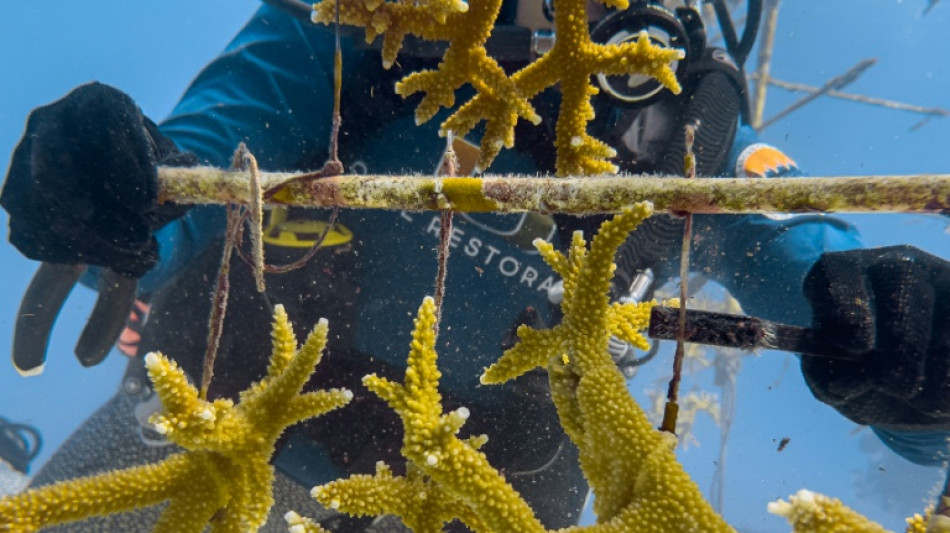  As oceans warm, Florida scientists hunt for heat-resistant coral 