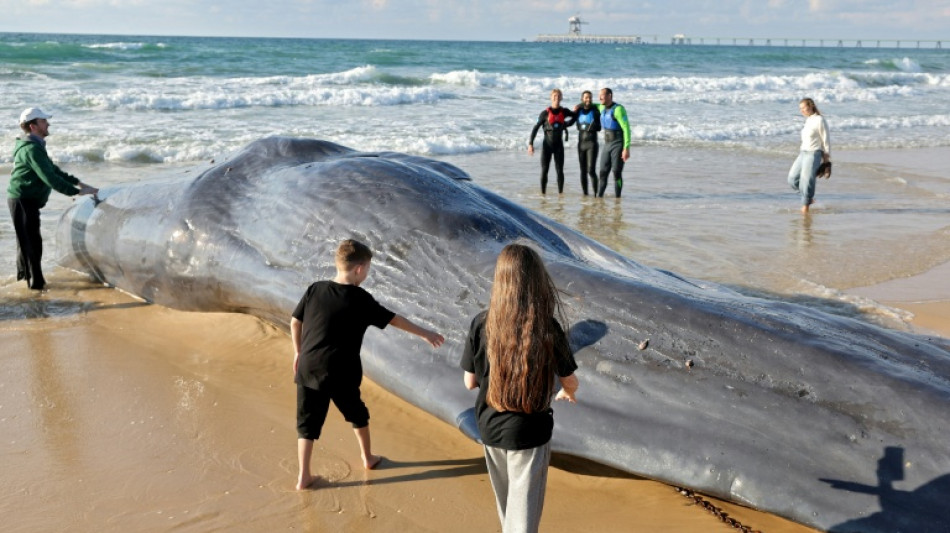  Wal an Ostseek&uuml;ste Schleswig-Holsteins gestrandet - Tier soll gerettet werden 