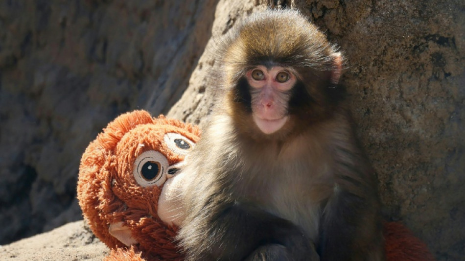 Punch the baby monkey isn't being bullied: Japan zoo 