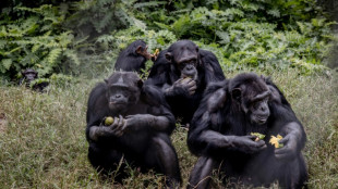 A Lwiro, une oasis pour sauver des animaux traumatis&eacute;s de l'est de la RDC
