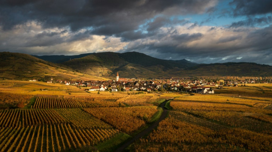 Alsace: en rouge et or, la Route des vins f&ecirc;te ses 70 ans