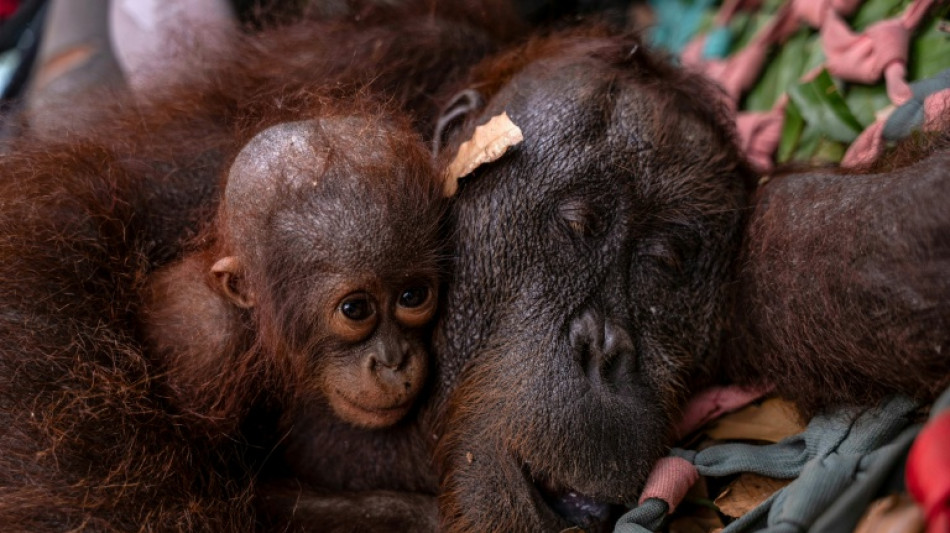  Indonesia rescues second orangutan mother and baby from wildfire 