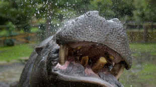 Colombie: le transfert d'hippopotames invasifs co&ucirc;tera 3,5 millions de dollars