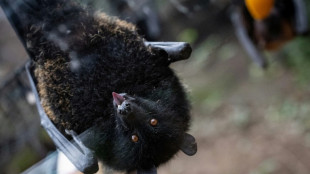 Premi&egrave;re naissance en captivit&eacute; d'une chauve-souris g&eacute;ante des 
Comores en France