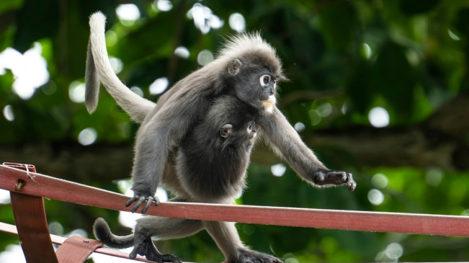  Sky bridges, citizen science protect endangered Malaysia monkeys 