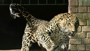 Un leopardo mascota siembra el p&aacute;nico en un barrio de la capital de Pakist&aacute;n