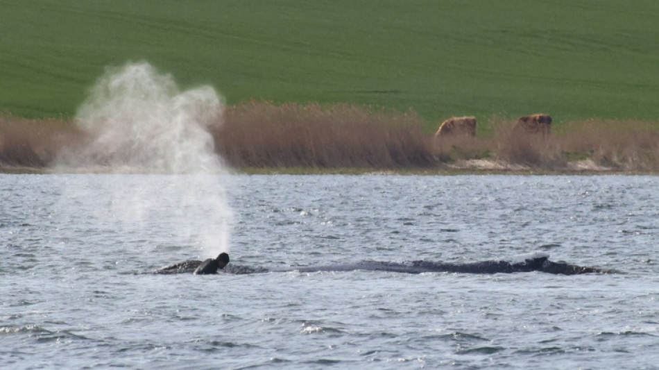  Abtransport von Buckelwal in offenes Meer kann Backhaus zufolge starten 