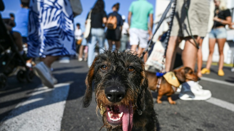  Mutter und Sohn in Hessen von eigenem Hund angegriffen und schwer verletzt 
