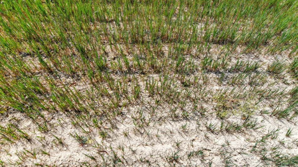 Avec le changement climatique, davantage de s&eacute;cheresses &eacute;clair (&eacute;tude)