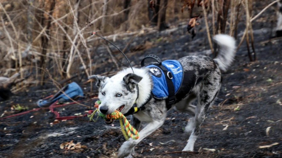 Help wanted: Australian conservation group seeks new koala rescue dog 