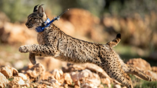 Le nombre de lynx ibériques, une espèce menacée, a doublé en trois ans