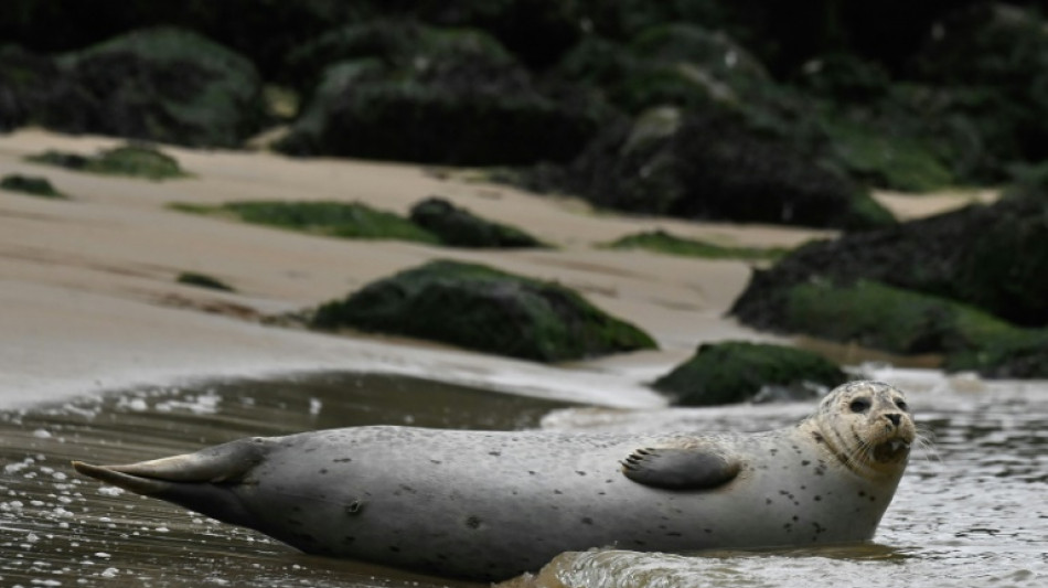 Temperaturrekord für die Nordsee: Wärmster Sommer seit Messbeginn