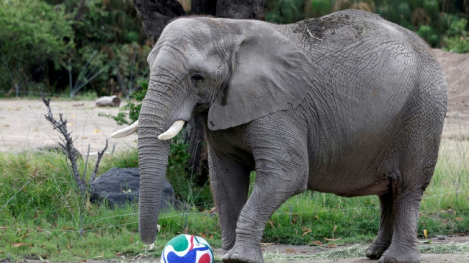 'It's clear who won!': Mexican zoo residents hedge World Cup bets 