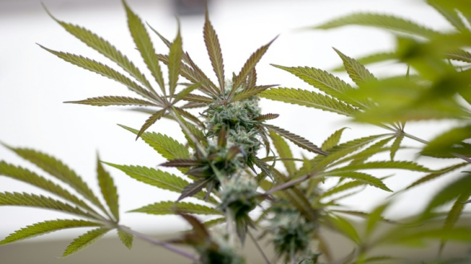  Ermittler entdecken Cannabisplantage mit hunderten Pflanzen in Brandenburg 