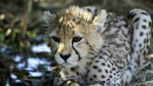 Muere en Ir&aacute;n uno de los &uacute;ltimos guepardos de Asia