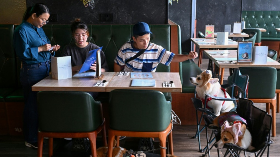  Hong Kong welcomes dogs into restaurants, to pet owners' delight 