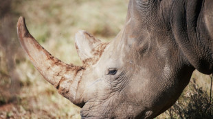 Afrique du Sud : pr&egrave;s de 500 rhinoc&eacute;ros victimes de braconnage en 2023, en hausse