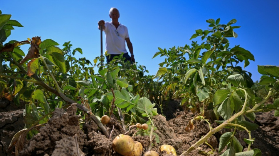  Too small for fries: drought shrinks Belgian potatoes 