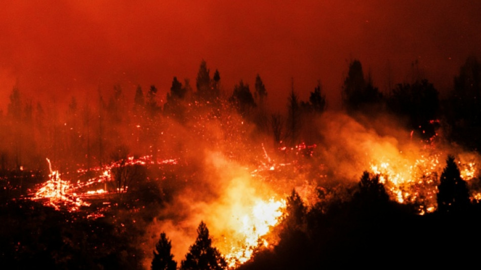  Tropical forest loss eases after record year: researchers 