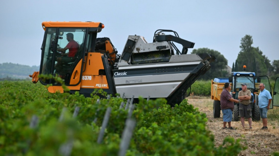 A l'est de l'Occitanie, vendanges pr&eacute;coces apr&egrave;s des mois de temp&eacute;ratures record 