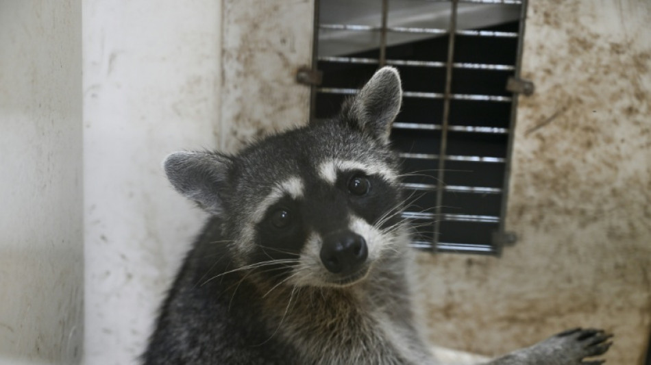  Un mapache duerme una borrachera en el baño de una licorería de EEUU 
