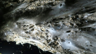 Giant spider web found in Greek-Albanian border cave: study