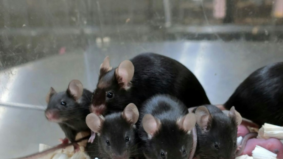  Mammals cannot be cloned infinitely, mice study discovers 